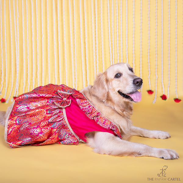 The Papaw Cartel Banarasi Brocade Festive Dress with Bow for Dogs & Cats (Multicolor)