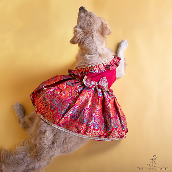 The Papaw Cartel Banarasi Brocade Festive Dress with Bow for Dogs & Cats (Multicolor)
