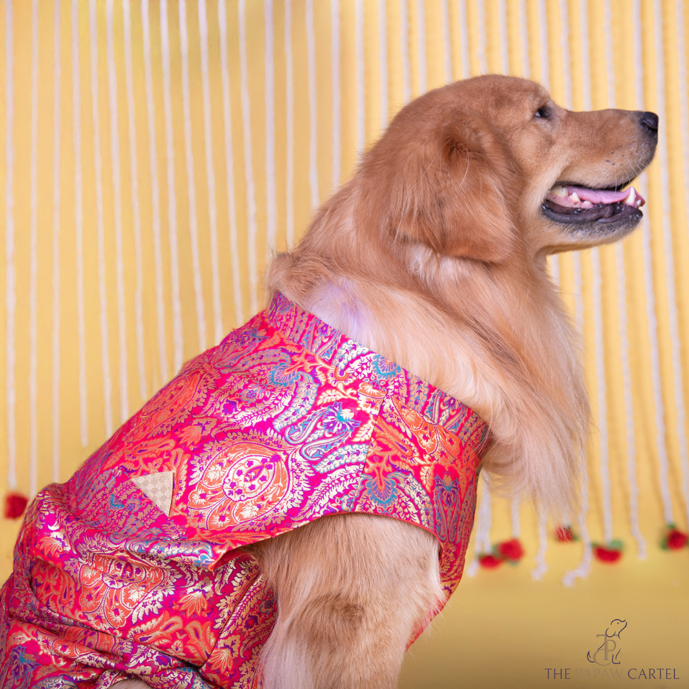 The Papaw Cartel Banarasi Brocade Sleeveless Sherwani with Pocket Square for Dogs & Cats Both-Clothing & Accessories The Papaw Cartel Dropship