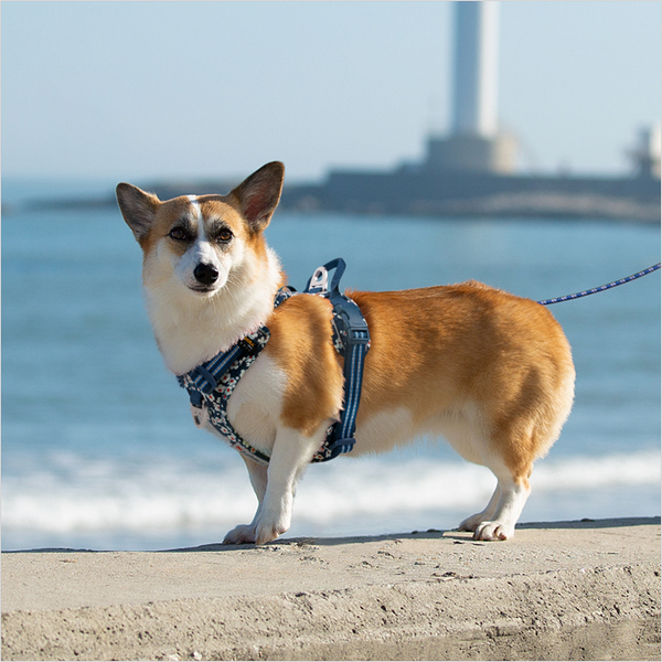 Truelove Floral No Pull Cordura Fabric Harness for Dogs (Saxony Blue)
