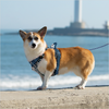 Truelove Floral No Pull Cordura Fabric Harness for Dogs (Saxony Blue) Dogs-Collar, Leashes, harnesses True Love