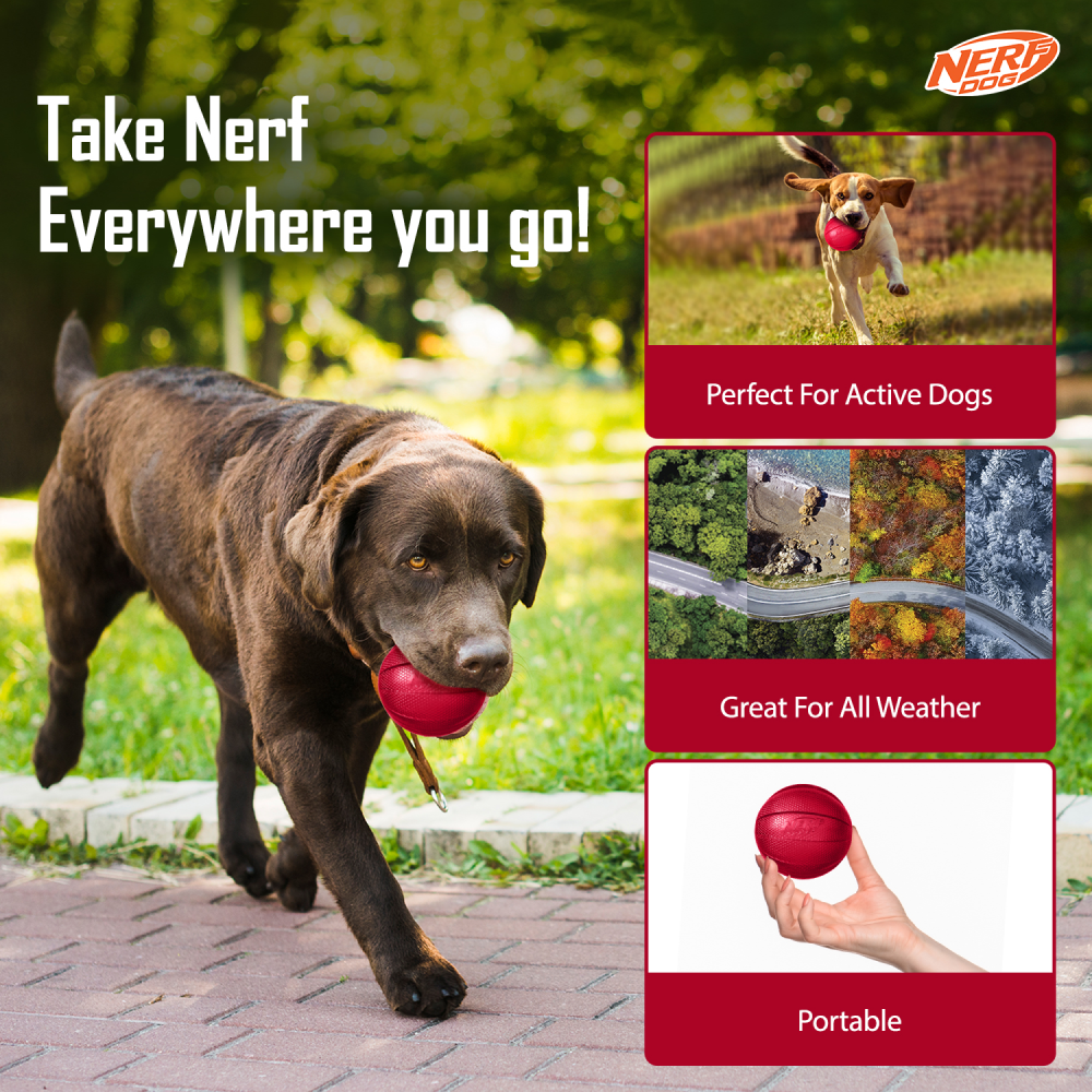 Nerf Bash Transparent TPR Classic Squeak Ball Toy for Dogs (Red) Dogs-Toys Nerf