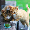 Kong Refillables Turtle Toy for Cats (Green) Cats-Toys Kong