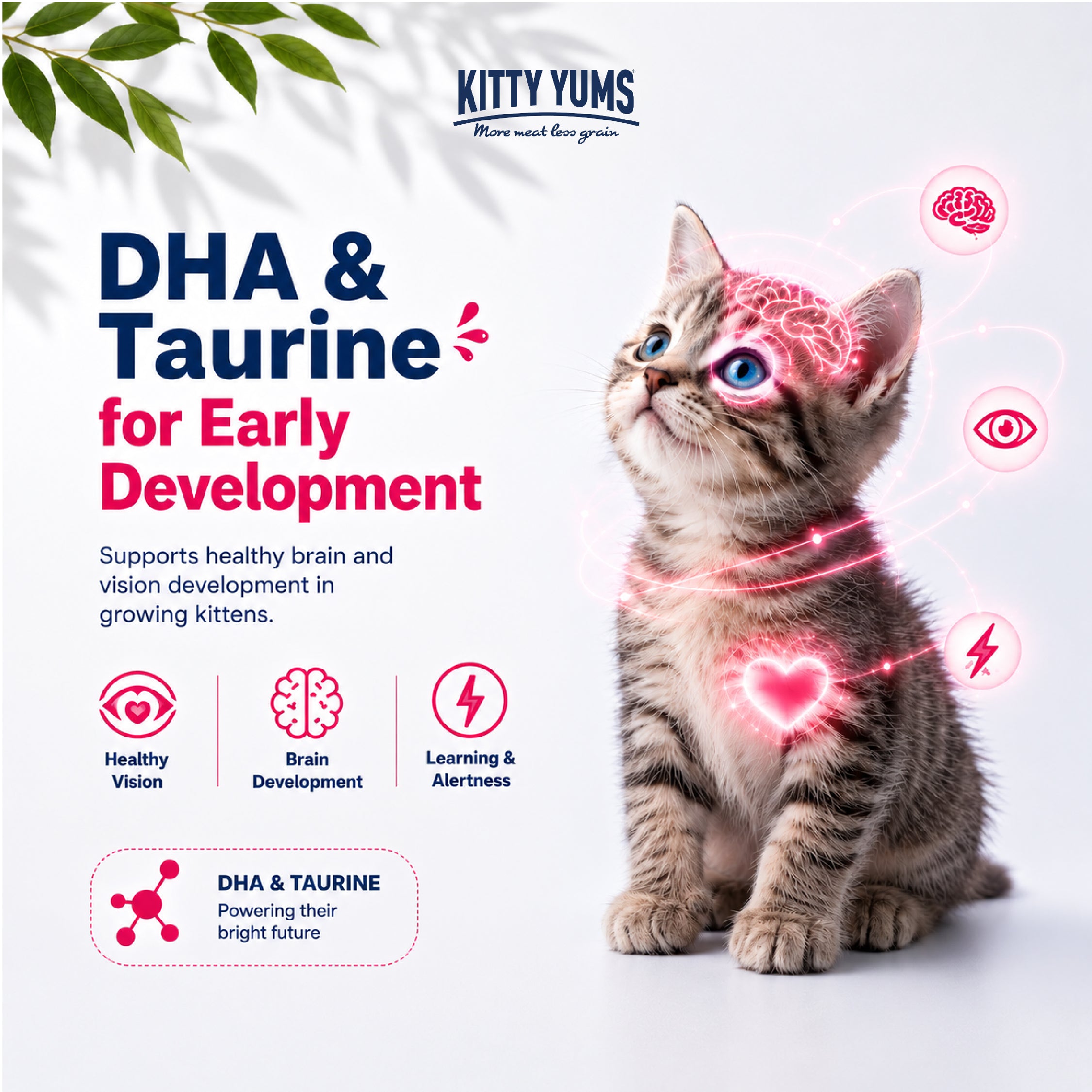 Kitty Yums Ocean Fish Kitten (1 to 12 Months) Cat Dry Food Cats- Dry food Kitty Yums