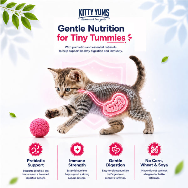 Kitty Yums Ocean Fish Kitten (1 to 12 Months) Cat Dry Food