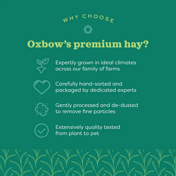 Oxbow Orchard Grass Hay for Rabbits and Guinea Pigs