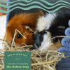 Oxbow Orchard Grass Hay for Rabbits and Guinea Pigs Hamster & Guinea pigs Oxbow