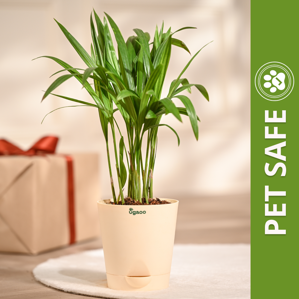 Ugaoo Areca Palm Pet Safe Plant with Self Watering Pot Pet Parent-Home & Garden Ugaoo Dropship 70-80cm
