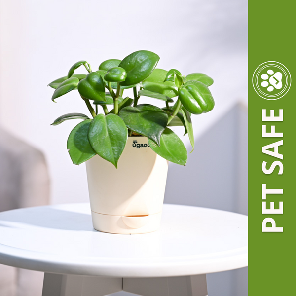 Ugaoo Succulent Live Peperomia Green Creeper Pet Safe Plant with Pot