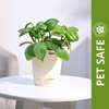 Ugaoo Succulent Live Peperomia Green Creeper Pet Safe Plant with Pot Pet Parent-Home & Garden Ugaoo Dropship 22-28cm