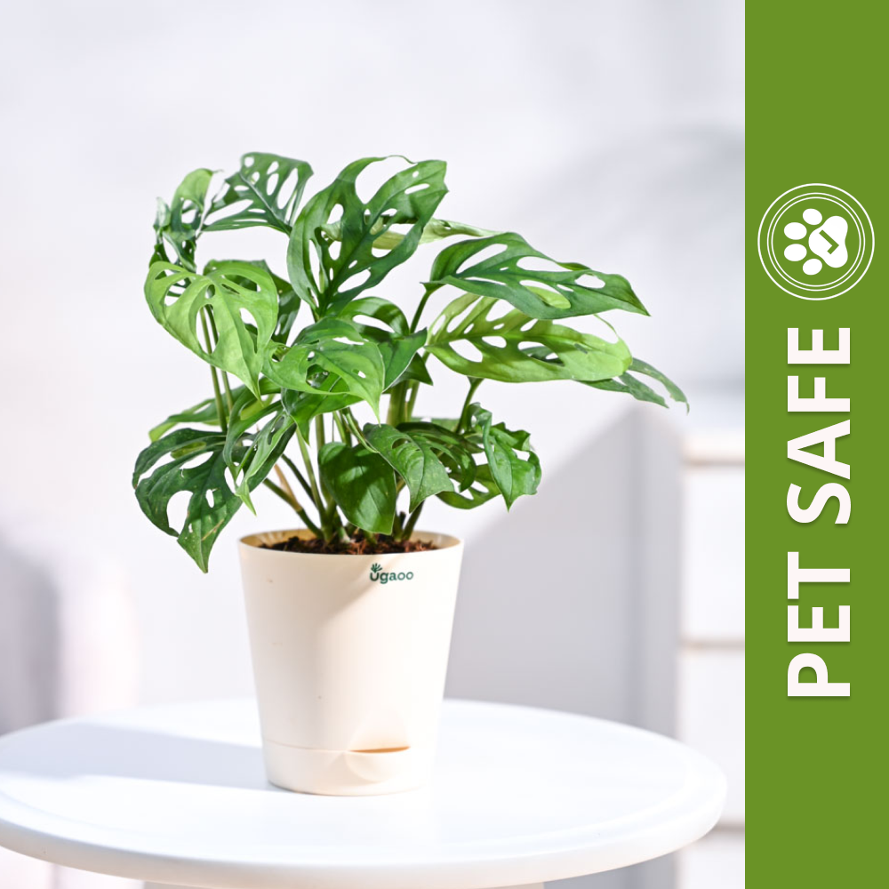 Ugaoo Philodendron Broken Heart Pet Safe Plant with White Self Watering Pot (Monstera Adansonii) Pet Parent-Home & Garden Ugaoo Dropship 23-28cm