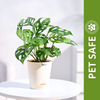 Ugaoo Philodendron Broken Heart Pet Safe Plant with White Self Watering Pot (Monstera Adansonii) Pet Parent-Home & Garden Ugaoo Dropship 23-28cm