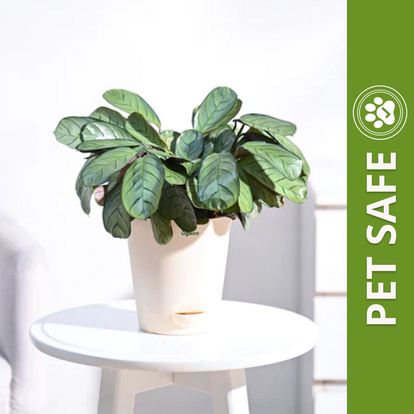 Ugaoo Calathea Prayer Indoor Live Pet Safe Plant with Pot