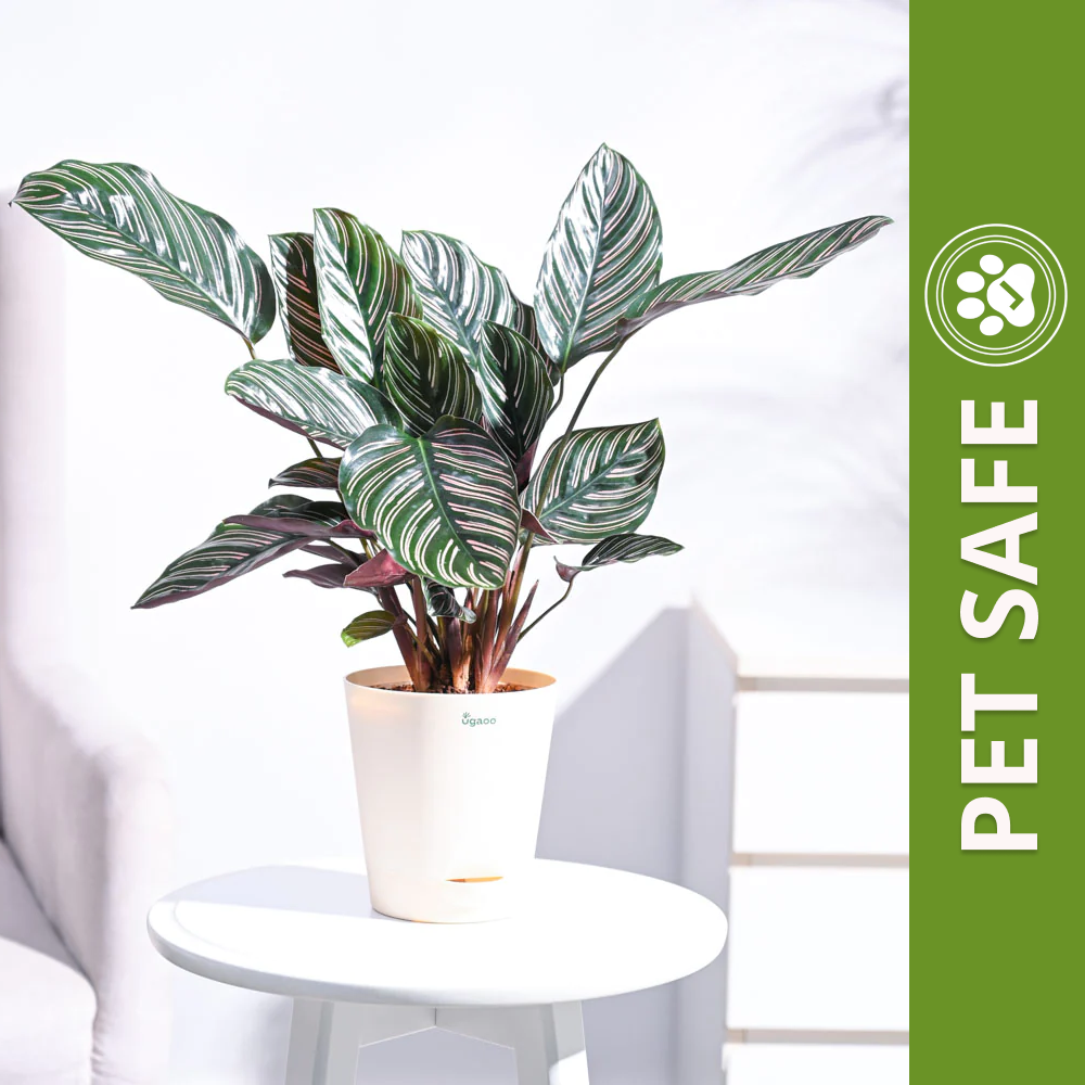Ugaoo Calathea Sanderiana Natural Live Indoor Pet Safe Plant with Pot Pet Parent-Home & Garden Ugaoo Dropship 30-38cm