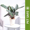 Ugaoo Calathea Sanderiana Natural Live Indoor Pet Safe Plant with Pot Pet Parent-Home & Garden Ugaoo Dropship 30-38cm