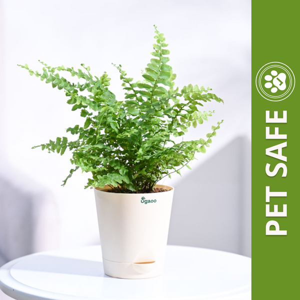 Ugaoo Boston Compacta Natural Live Indoor Pet Safe Plant with Pot