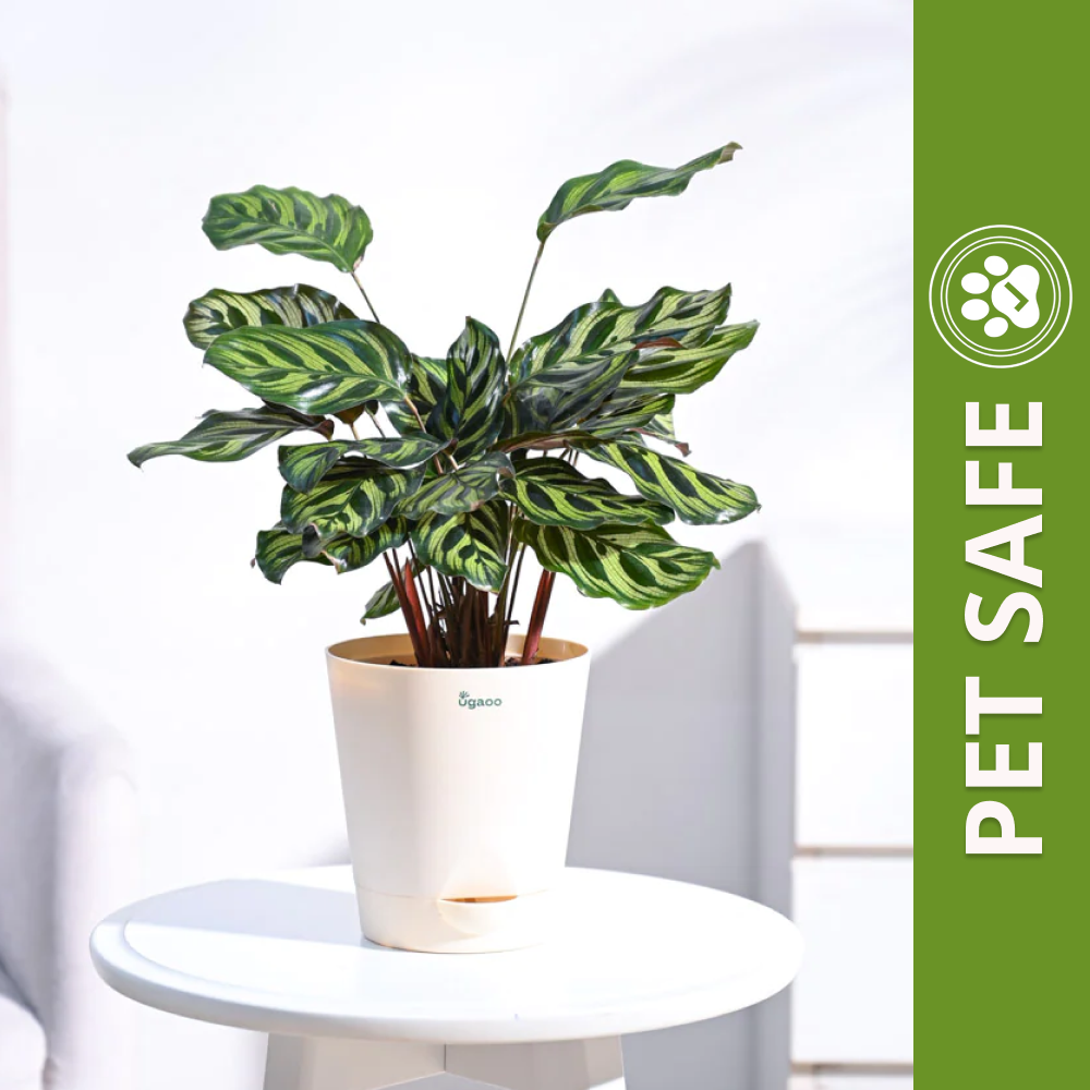 Ugaoo Peacock Natural Live Indoor Pet Safe Plant with Pot Pet Parent-Home & Garden Ugaoo Dropship 32-38cm
