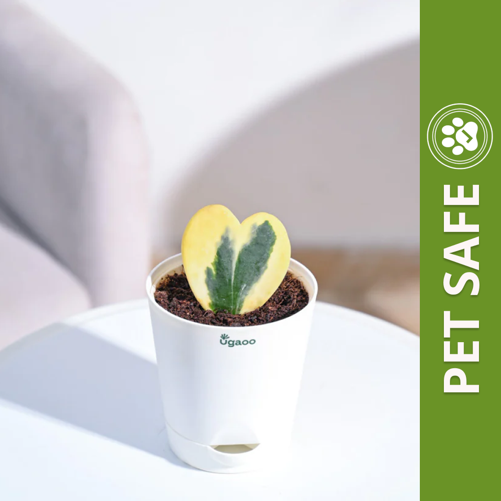 Ugaoo Heart Hoya Variegated Succulent Live Pet Safe Plant with Pot Pet Parent-Home & Garden Ugaoo Dropship 12-16cm