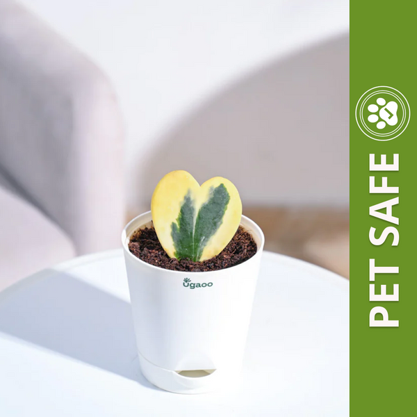 Ugaoo Heart Hoya Variegated Succulent Live Pet Safe Plant with Pot