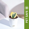Ugaoo Heart Hoya Variegated Succulent Live Pet Safe Plant with Pot Pet Parent-Home & Garden Ugaoo Dropship 12-16cm