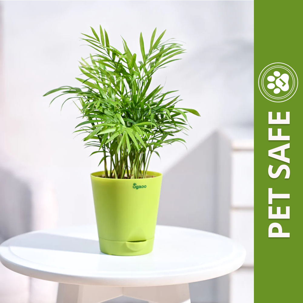 Ugaoo Bamboo Palm Pet Safe Plant with Self Watering Pot Pet Parent-Home & Garden Ugaoo Dropship 30-40cm