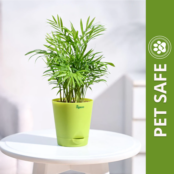 Ugaoo Bamboo Palm Pet Safe Plant with Self Watering Pot