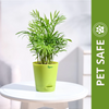 Ugaoo Bamboo Palm Pet Safe Plant with Self Watering Pot Pet Parent-Home & Garden Ugaoo Dropship 30-40cm