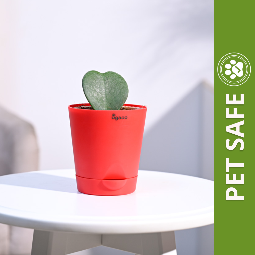 Ugaoo Heart Hoya Succulent Live Pet Safe Plant with Pot Pet Parent-Home & Garden Ugaoo Dropship 12-18cm