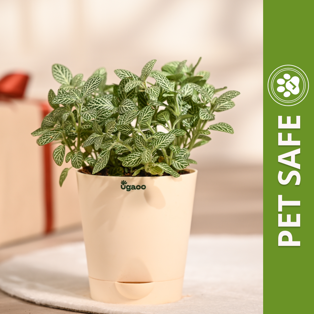 Ugaoo Fittonia Green Pet Safe Plant with Self Watering Pot (Nerve Plant) Pet Parent-Home & Garden Ugaoo Dropship