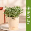 Ugaoo Fittonia Green Pet Safe Plant with Self Watering Pot (Nerve Plant) Pet Parent-Home & Garden Ugaoo Dropship