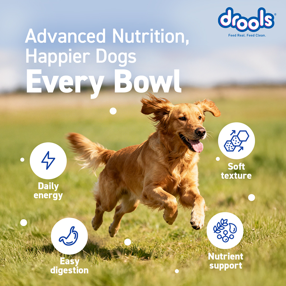 Drools Real Chicken & Chicken Liver Chunks in Gravy Adult Dog Wet Food Dogs-Wet Food Drools