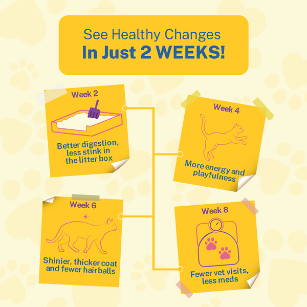 Smylo Trial Box Tuna and Chicken Fresh and No Preservative Kitten Cat Wet Food