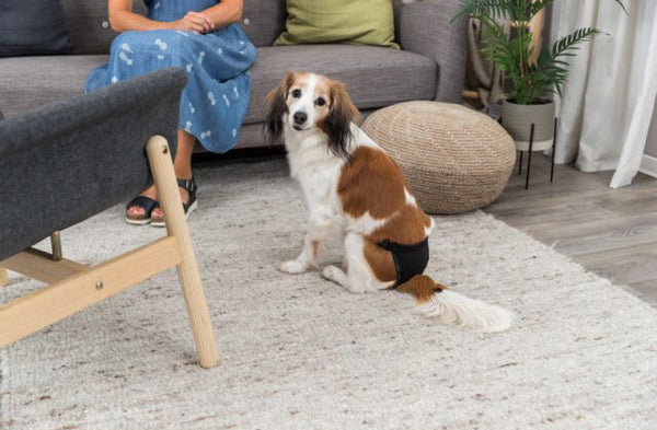 Trixie Washable Protective Pants for Dogs