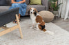 Trixie Washable Protective Pants for Dogs Dogs-Health & Wellness Trixie