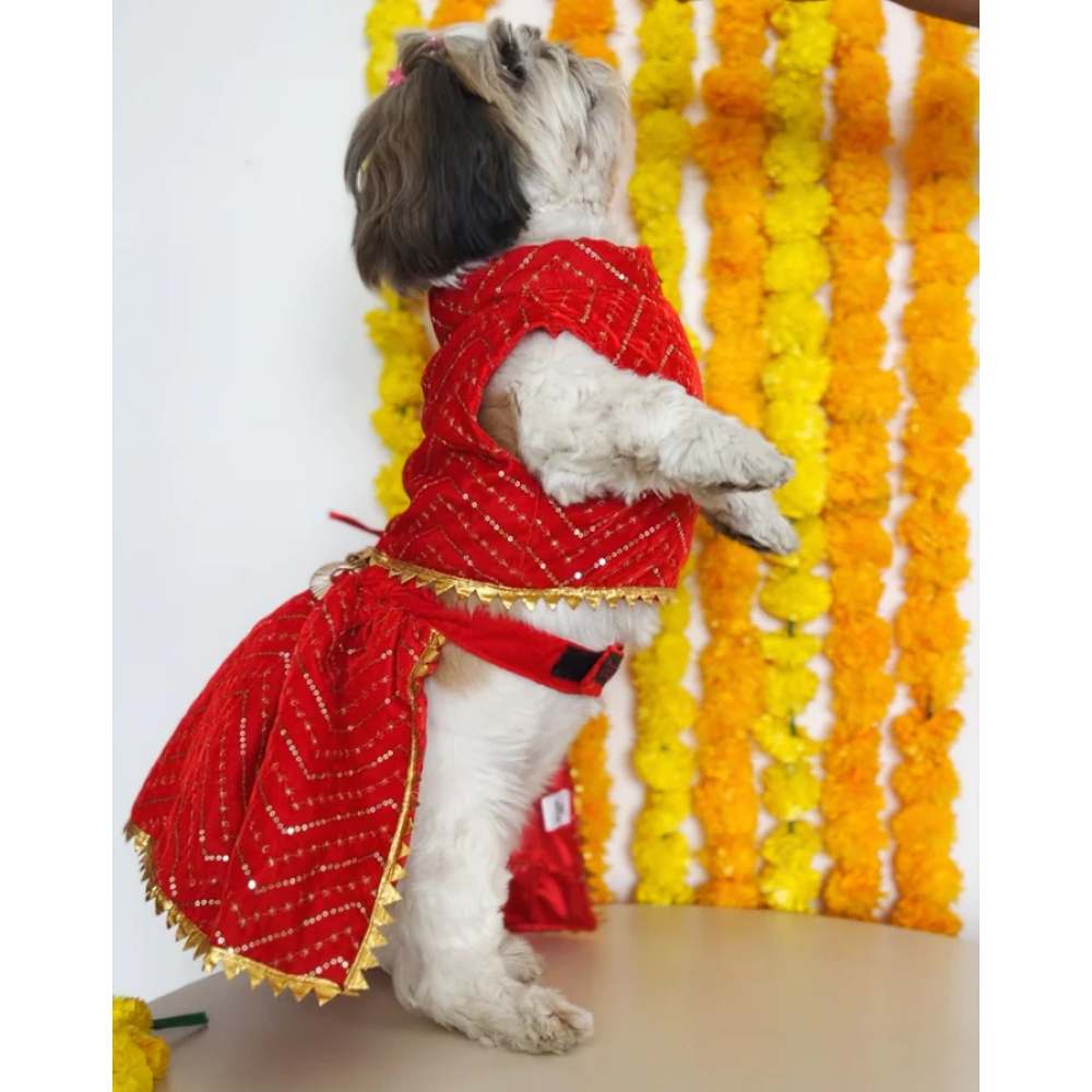 Red Golden Dog Lehenga at Rs 2099/piece | Dog Apparels in New Delhi | ID:  2853070599697