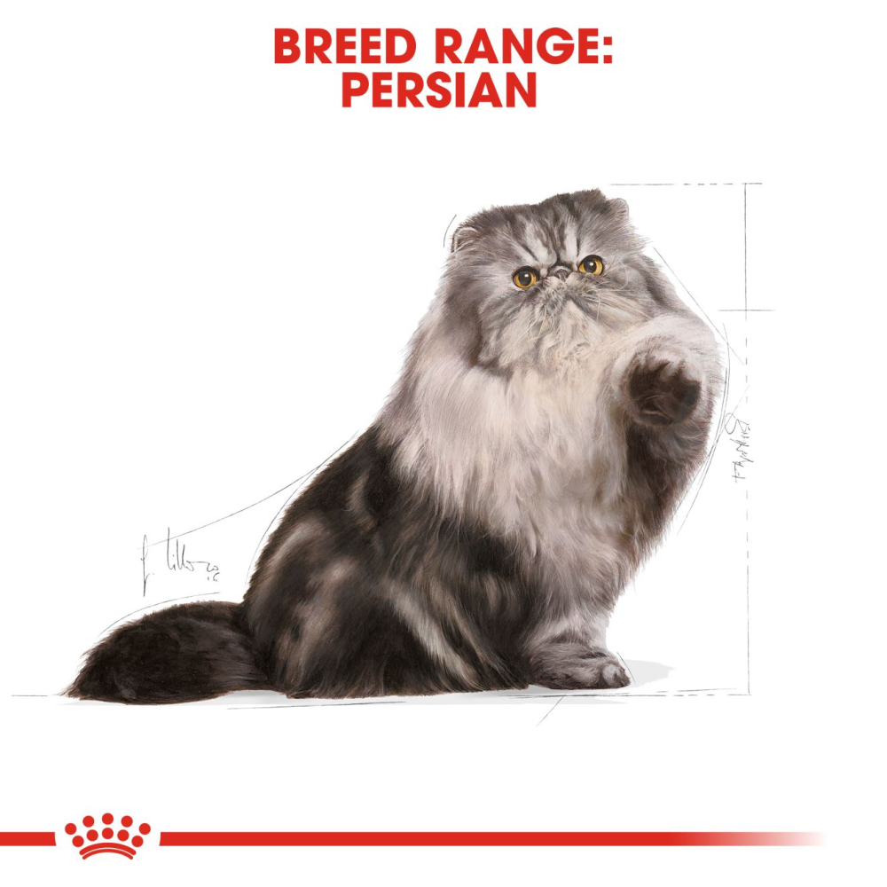 Royal Canin Persian Adult Cat Dry and Wet Food Combo