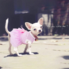 KUTKUT Princess Tutu Striped Dress for Small Breed Dogs & Cats (Pink) Dogs-Clothing & Accessories KUTKUT Dropship