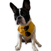 Talking Dog Club Beach Buns Bandana for Dogs and Cats (Yellow) Dogs-Clothing & Accessories Talking Dog Club Dropship M
