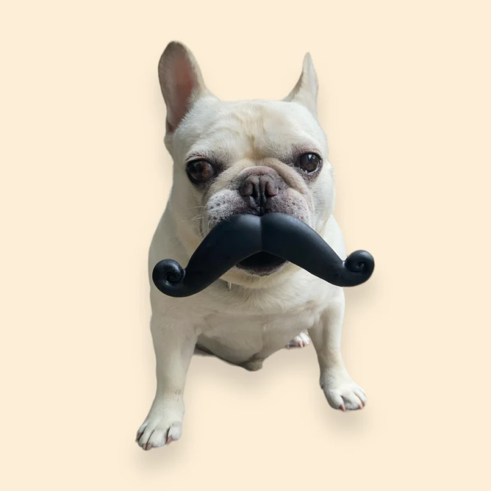Talking Dog Club Moustache Squeaky Toy for Dogs (Black) Dogs-Toys Talking Dog Club Dropship