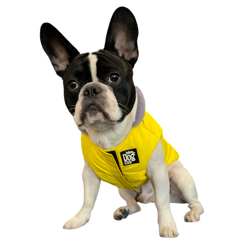 Talking Dog Club Bomber Jacks Hoodies for Dogs (Yellow)