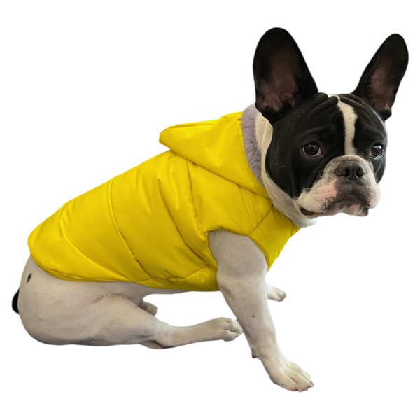 Talking Dog Club Bomber Jacks Hoodies for Dogs (Yellow)