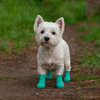 Talking Dog Club Self Adhesive Paws Wraps for Dogs (Aqua Green) Dogs-Clothing & Accessories Talking Dog Club Dropship