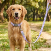 Talking Dog Club Checkmate Leash and Collar Combo (Purple) Dogs-Collar, Leashes, harnesses Talking Dog Club Dropship