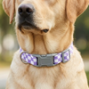 Talking Dog Club Checkmate Leash and Collar Combo (Purple) Dogs-Collar, Leashes, harnesses Talking Dog Club Dropship