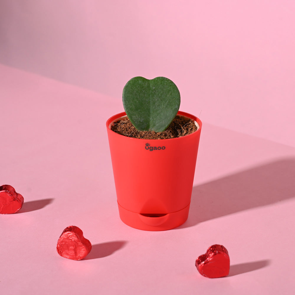Ugaoo Heart Hoya Succulent Live Pet Safe Plant with Pot Pet Parent-Home & Garden Ugaoo Dropship