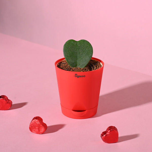 Ugaoo Heart Hoya Succulent Live Pet Safe Plant with Pot