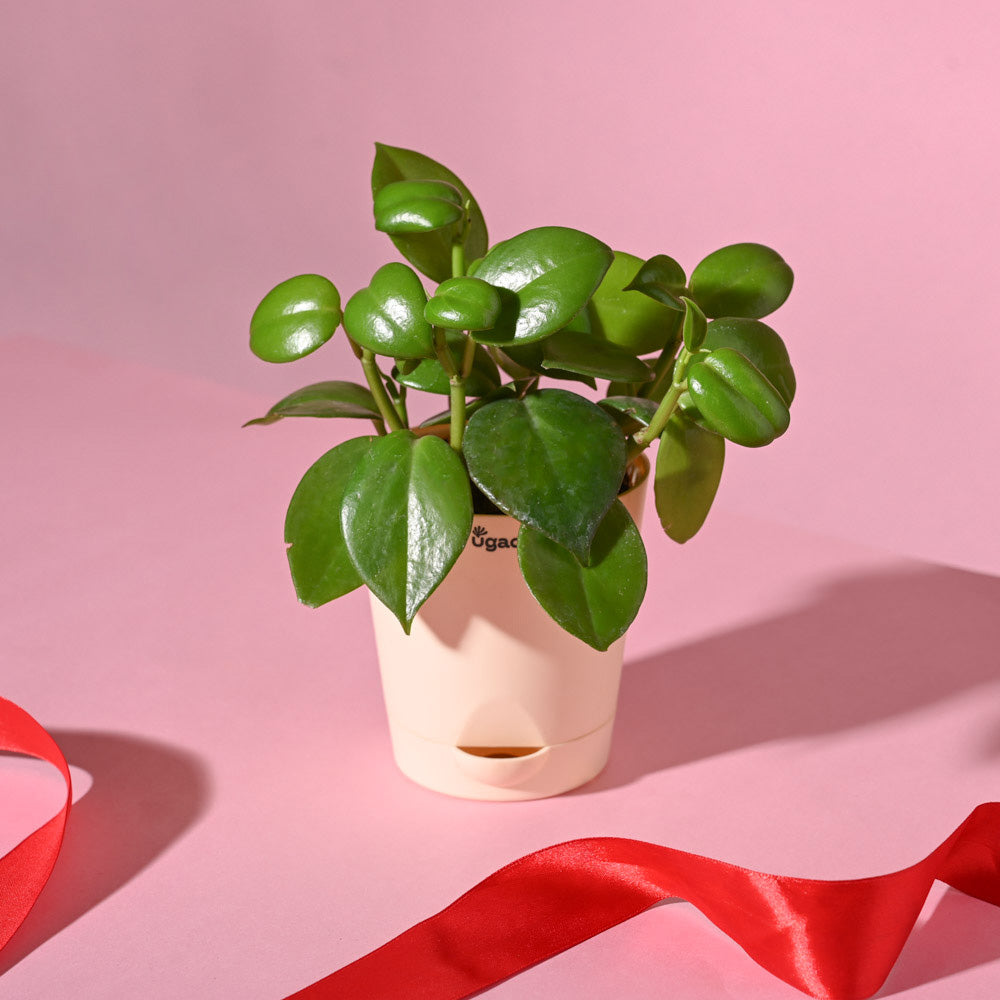 Ugaoo Succulent Live Peperomia Green Creeper Plant with Pot Pet Parent-Home & Garden Ugaoo Dropship