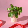 Ugaoo Succulent Live Peperomia Green Creeper Pet Safe Plant with Pot Pet Parent-Home & Garden Ugaoo Dropship