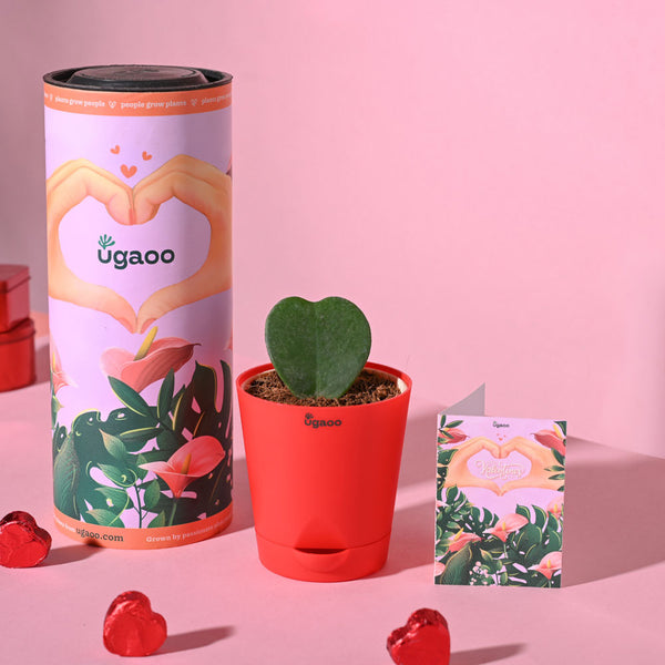 Ugaoo Heart Hoya Succulent Live Pet Safe Plant with Pot