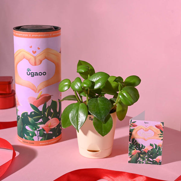 Ugaoo Succulent Live Peperomia Green Creeper Pet Safe Plant with Pot